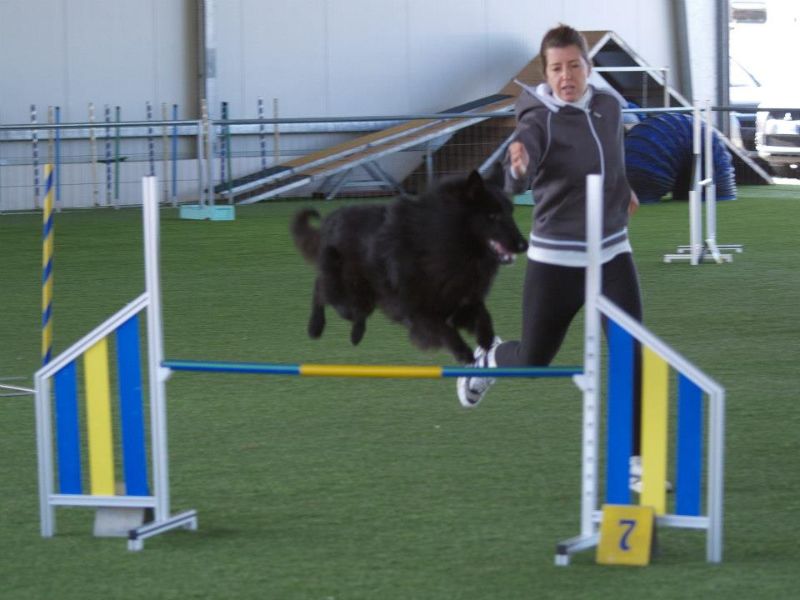 brave salto